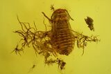 Large Fossil Ant, an Aphid and Wood Splinters in Baltic Amber #166234-1